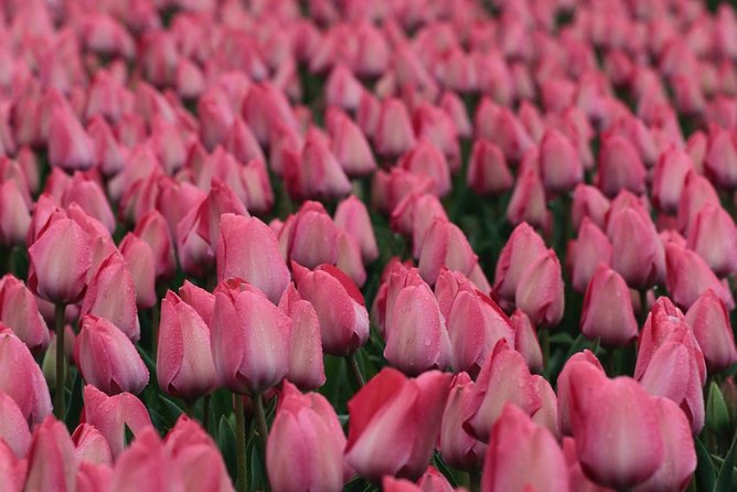 Tulip Fields of Holland Tour Seasonal - Traveler Resources