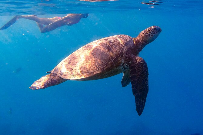 Turtle Canyons Snorkel From Waikiki (Semi Private Boat Tour) - Customer Reviews and Recommendations