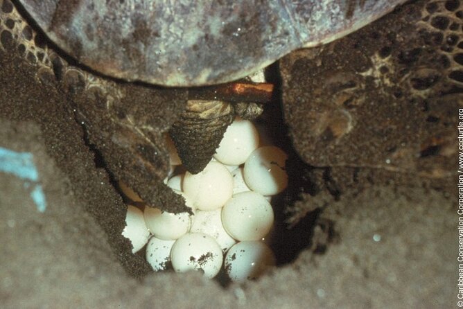 Turtle Nesting Night Tour in Tortuguero - Logistics