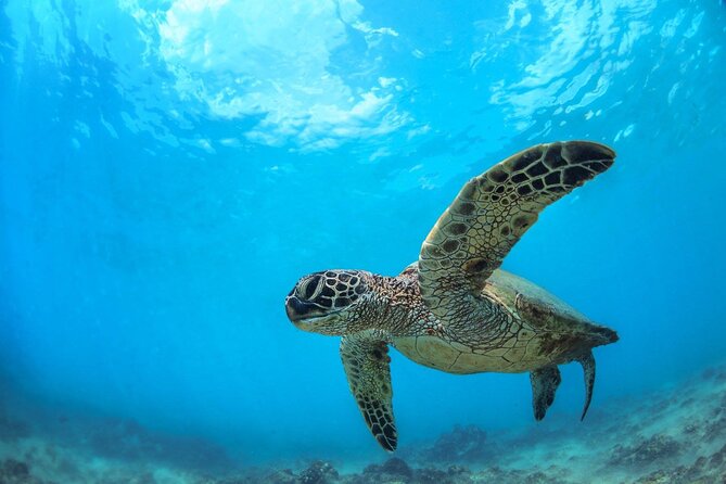 Turtle Reef Kayak Tour of Makena, Maui - Activity Overview