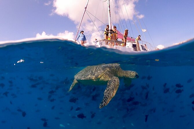 Turtle Snorkeling Adventure in Waikiki (Boat Tour) - Inclusions and Details