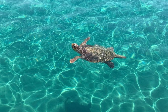 Turtle Spotting Cruise in Zakynthos - Cancellation Policy