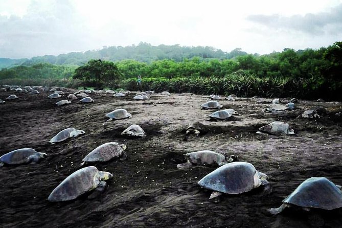 Turtle Tour Near Samara Beach - Tour Admission