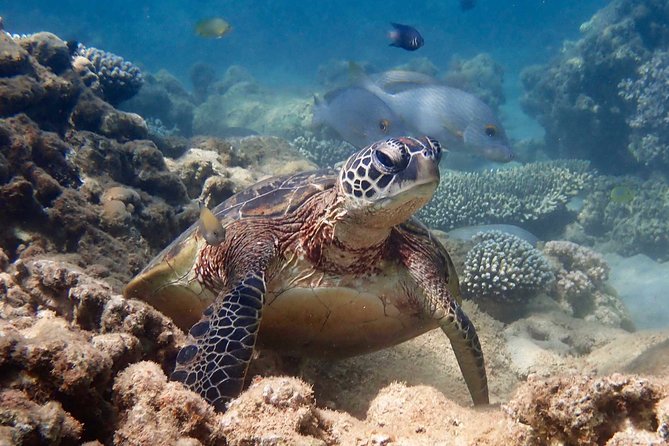 Turtle Tour - Ningaloo Reef Half Day Sea Kayak and Snorkel Tour - Booking Requirements