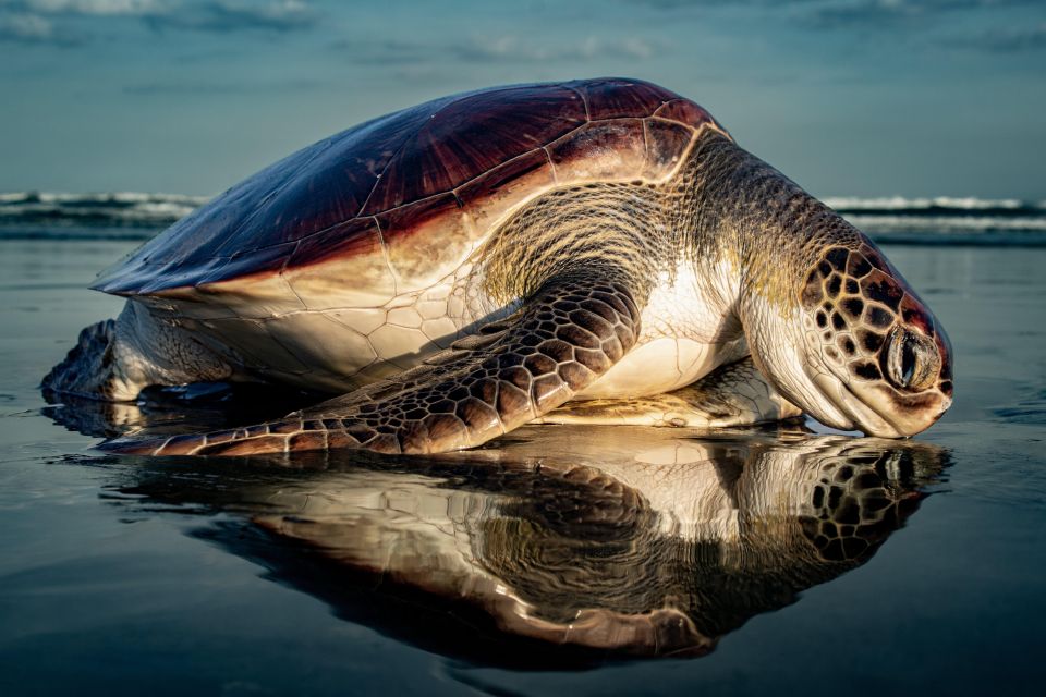 Turtle Watching - Booking Information and Options