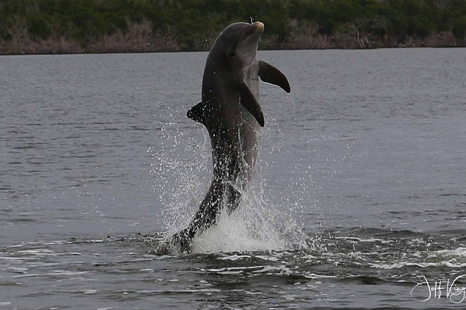 Two-Hour Everglades National Park Dolphin, Birding and Wildlife Boat Tour - Wildlife Encounters