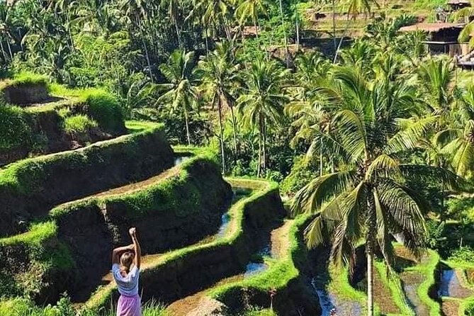 Ubud in a Day: Rice Terrace, Holy Water Temple, Waterfall, Arts - Exploring UNESCO Rice Terraces
