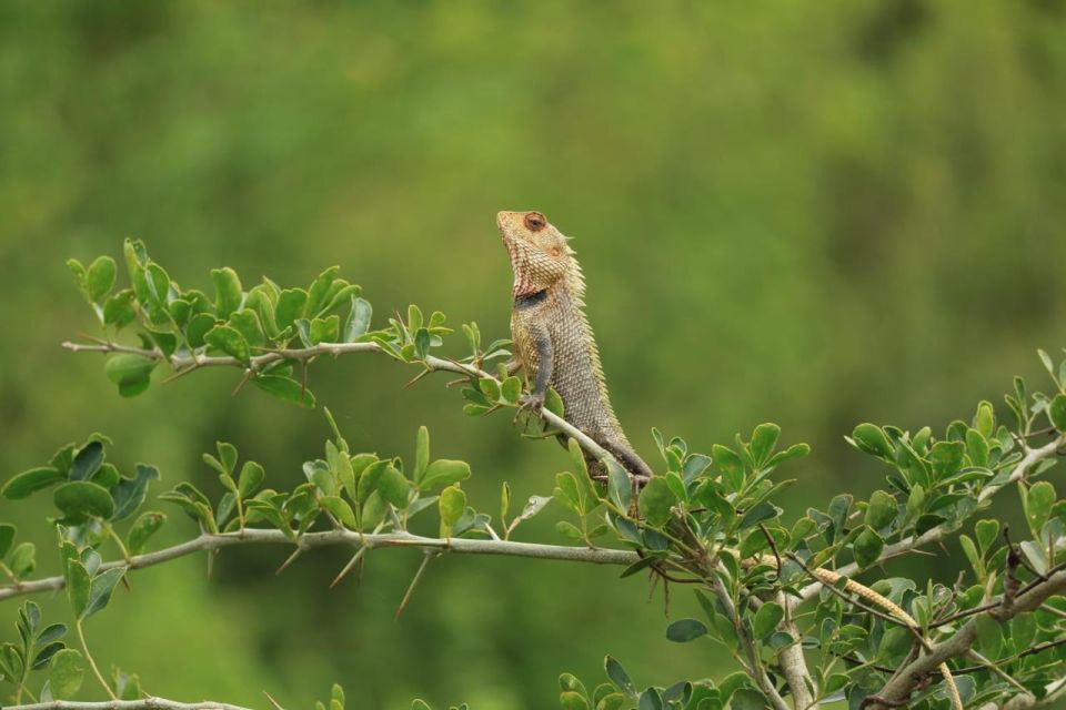 Udawalawe National Park Full Day-10 Hours All Inclusive - Experience