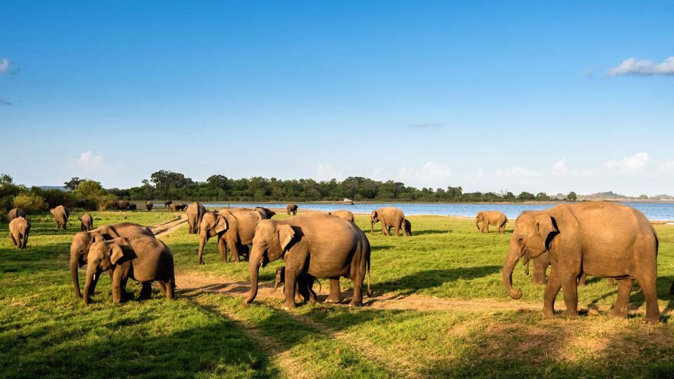 Udawalawe National Park: Private 4 Hours Safari Trip - Experience Highlights and Wildlife Diversity