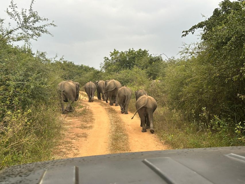 Udawalawe National Park Private Safari With Naturalist - Experience Highlights
