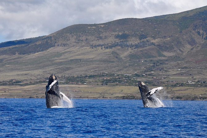 Ultimate 2 Hour Small Group Whale Watch Tour - Educational Benefits