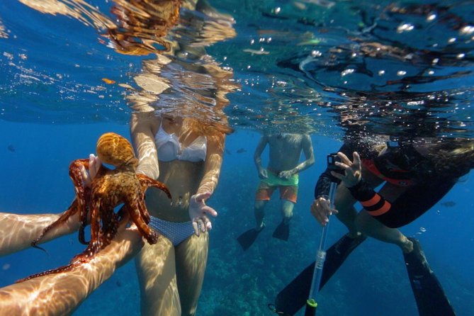 Ultimate 3. 5Hour Snorkel - Inclusions and Experience Offerings