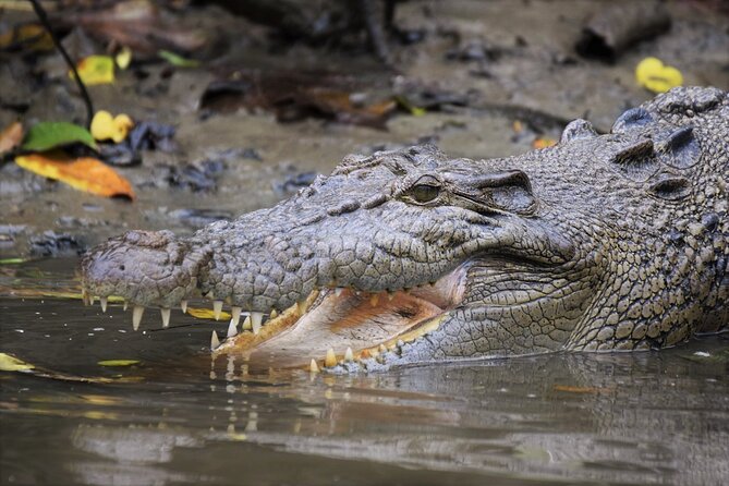 Ultimate Daintree Rainforest Wildlife Experience Cruise - Wildlife Spotting Opportunities