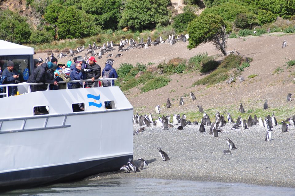 Ushuaia: Penguin Watching Tour by Catamaran - Activity Details