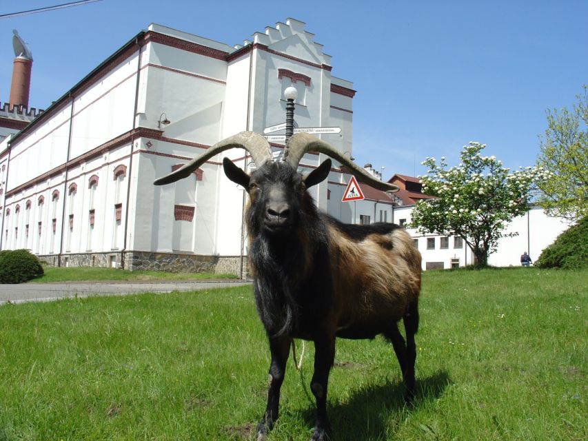 Velke Popovice: Kozel Brewery Tour With Beer Tasting - Experience Highlights