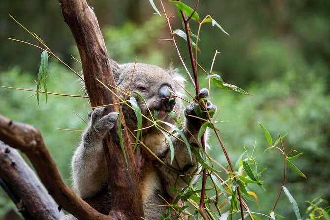 VIP Sanctuary Tour at Healesville Sanctuary - Excl. Entry - Additional Information