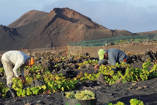 Visit Bodegas Teneguía Winery in La Palma With Wine Tasting - Admission and Accessibility Information