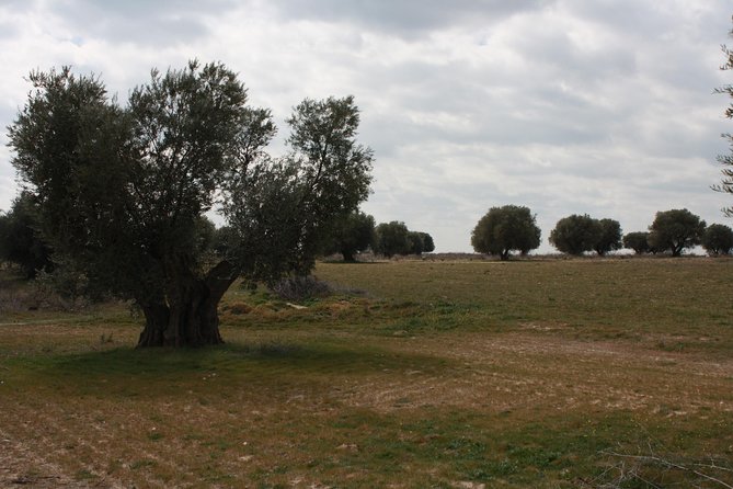 Visit Olive Grove Centenary With Oil Tasting Course - Cancellation Policy Details