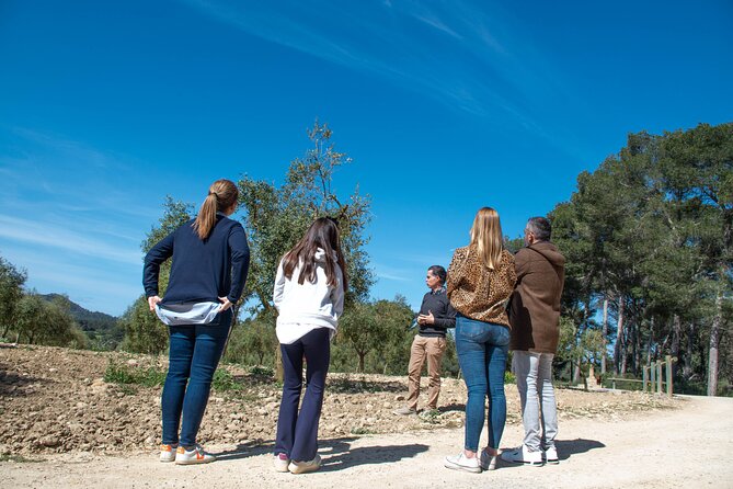 Visit the Finca and Olive Grove, Extra Virgin Olive Oil Tasting and Snack - Reviews and Ratings