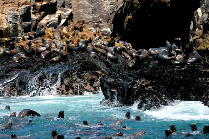 Visit the Sea Lions in Palomino Islands, in Lima Peru - Safety and Comfort