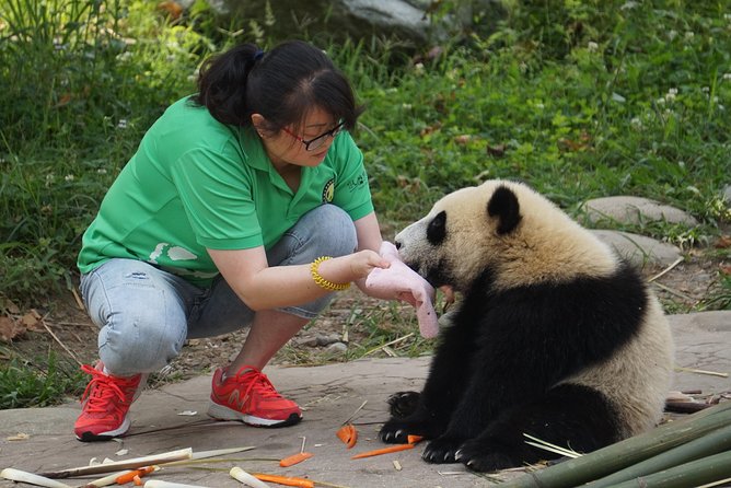 Visiting Dujiangyan Wolong Panda Base Optional Volunteering - Experience Information
