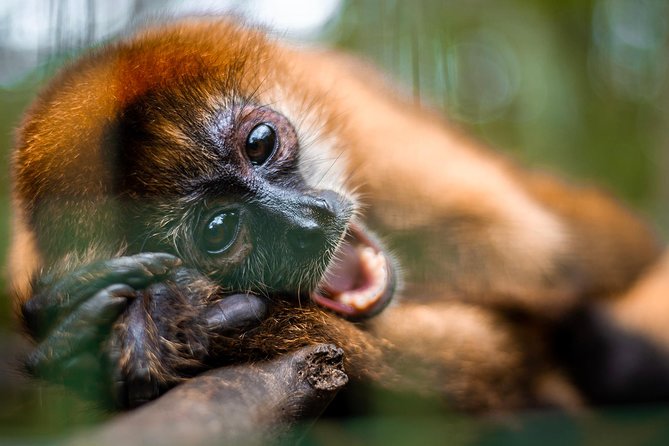 Volunteer Program at Wildlife Rescue Center in Costa Rica - Wildlife Interaction and Care