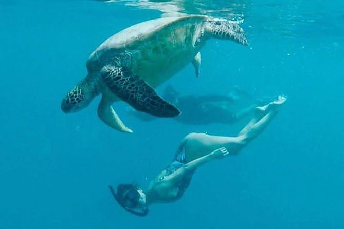 Waikiki Turtle Snorkel Adventure With Manakai Catamaran - Meeting and Pickup Details