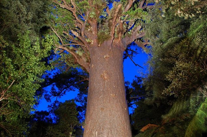 Waipoua Forest: Twilight Encounter - Maori Cultural Eco Night Tour - Maori Beliefs and Myths