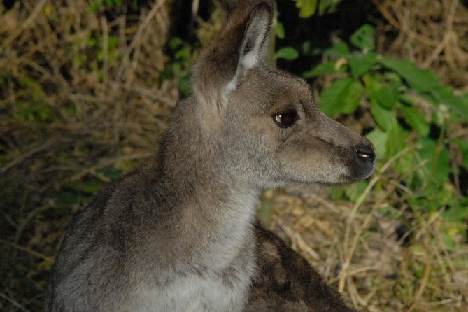 Walking With Wild Kangaroos Private Half-Day Trip From Sydney - Meeting and Pickup Details