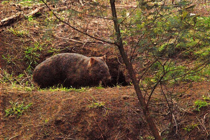 Walking With Wild Wombats Private Day Trip From Sydney - What to Expect