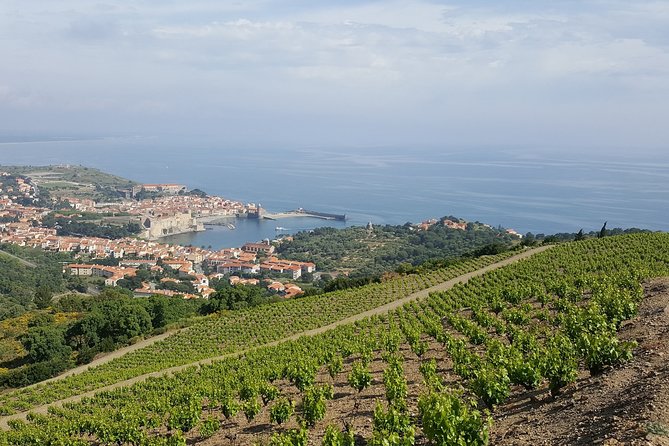 Walks in the Heart of the Secret Vineyards Around Collioure, Tastings - Tasting Experiences Offered