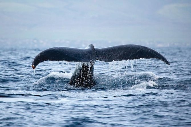 West Oahu Whale-Watching Excursion - Booking Details