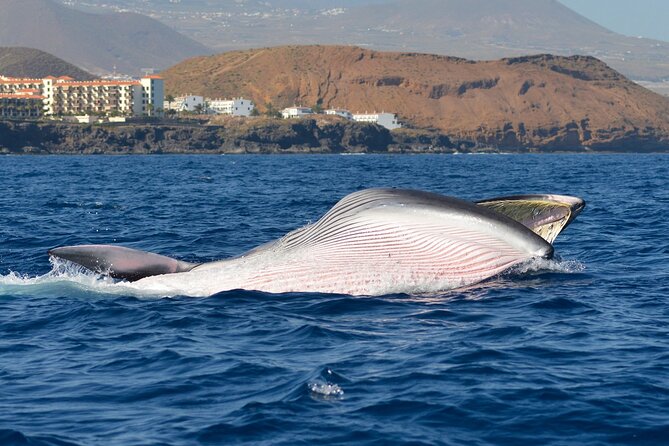 Whale and Dolphin Watching EcoAdventure in Tenerife - Cancellation Policy Details