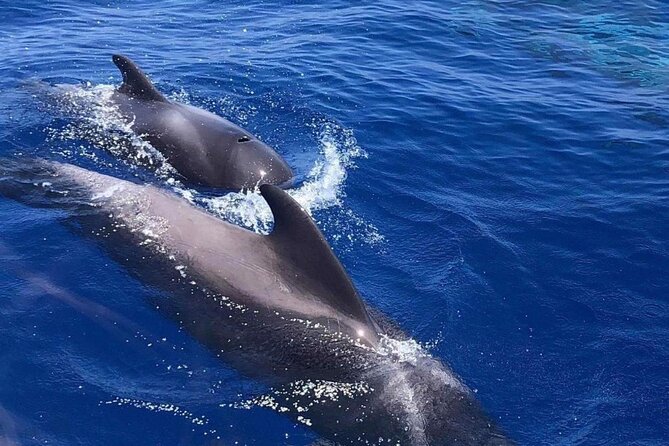 Whale and Dolphin Watching Yacht Trip in Puerto Colon - Cancellation Policy and Refunds