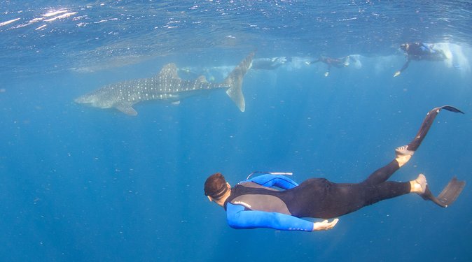 Whale Shark Safari - Tour Itinerary
