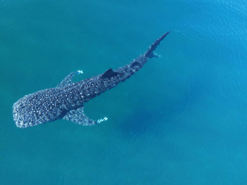 Whale Shark With a Marine Biologist. - Experience Highlights