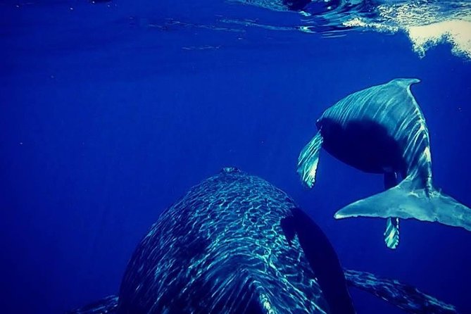 Whale Watch Excursion From the Big Island - Booking and Confirmation Details