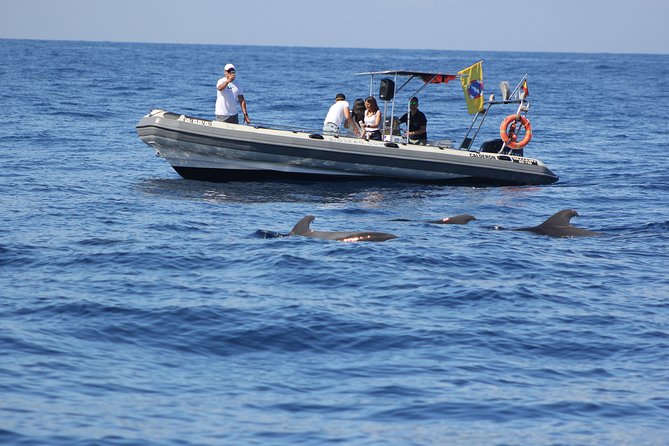 Whale Watching and Marine Science Tour - Educational Experience