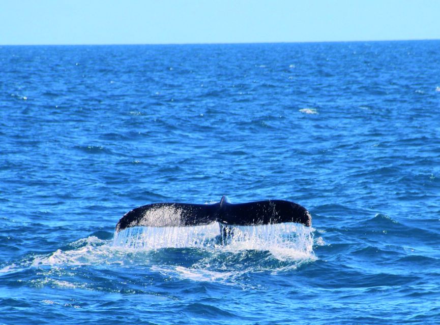 Whale Watching Boat Tour in Trincomalee - Booking Information