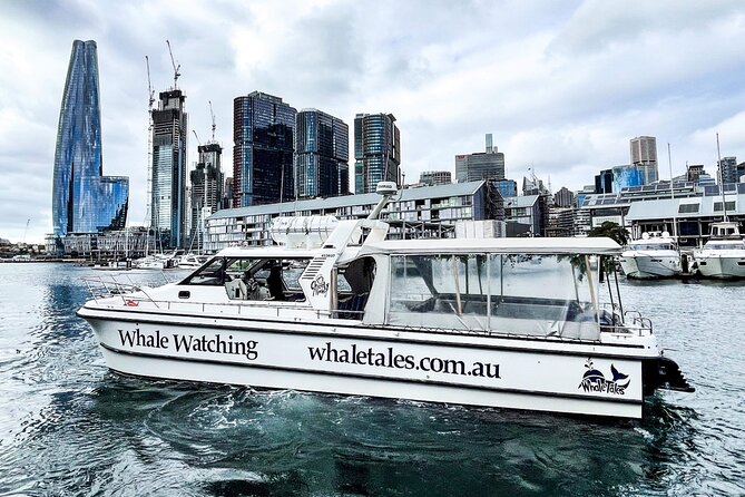 Whale Watching Boat Trip in Sydney - What To Expect Onboard