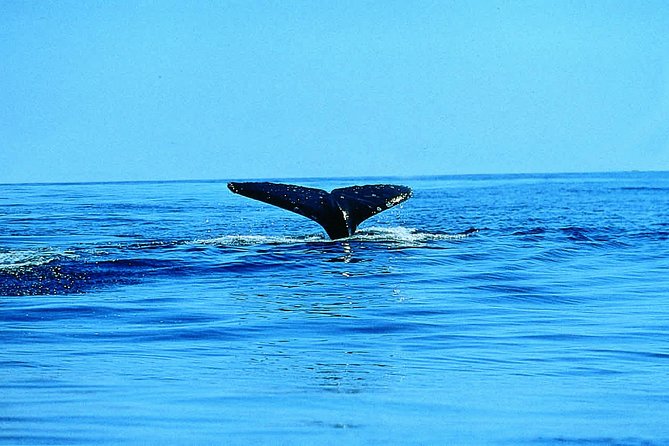 Whale Watching by Sea Kayak in Batemans Bay - Experience Details