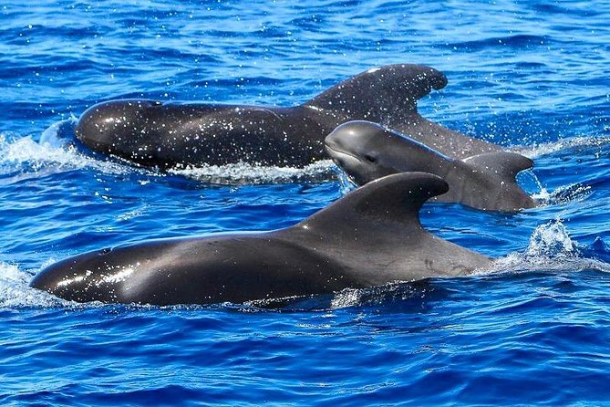 Whale Watching Catamaran to Los Gigantes & Masca (Including Drinks & Warm Lunch) - Pickup Logistics