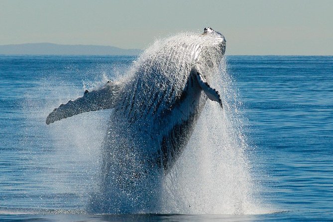 Whale Watching Cruise From Redcliffe, Brisbane or the Sunshine Coast - Customer Satisfaction