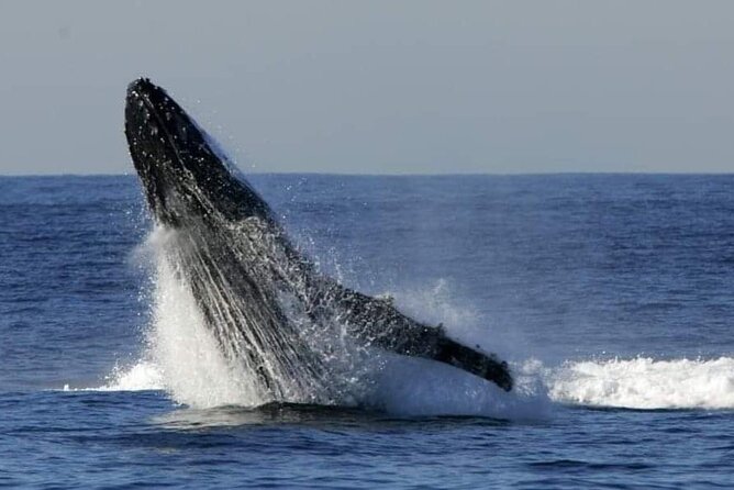 Whale Watching Cruise in New South Wales - Cancellation Policy