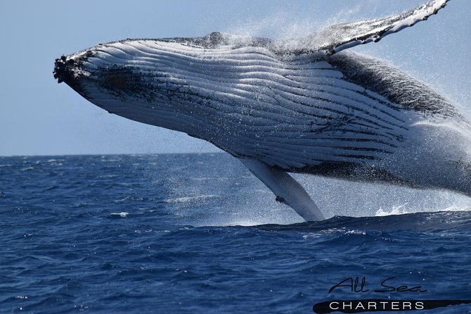 Whale Watching Dunsborough - Inclusions and Amenities Provided