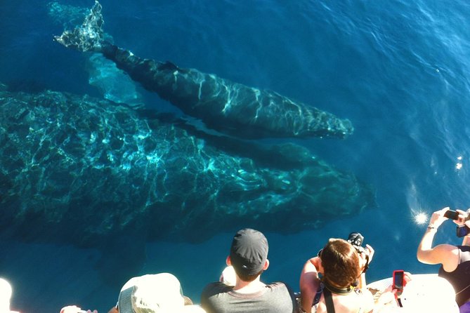 Whale Watching From Maalaea Harbor - Inclusions and Information