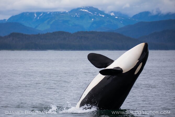 Whale-Watching, Icy Point, Hoonah , Whales, Orca, Killer-Whales. - Booking and Policies