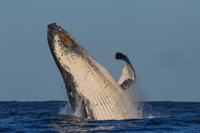 Whale Watching Sydney 2-Hour Express Cruise - Meeting and Departure Details
