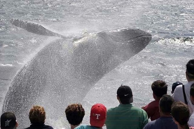 Whale Watching Tour in Gloucester - Booking Information