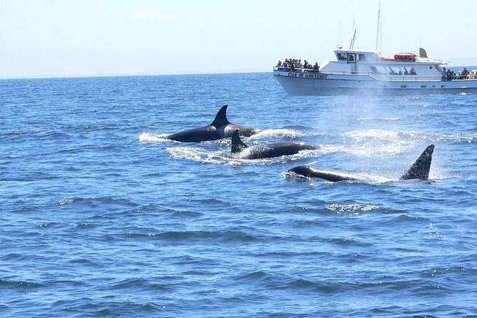 Whale Watching Tour - Boat Features